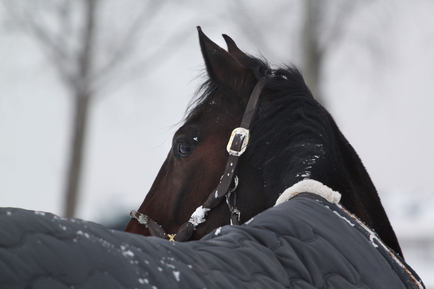 Winter Care for Your Horses